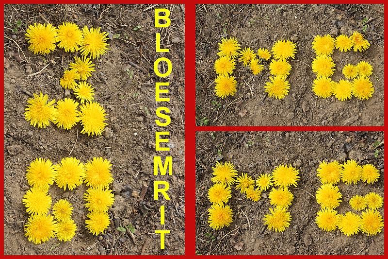 Bloesemrit 2017_ (320).jpg
